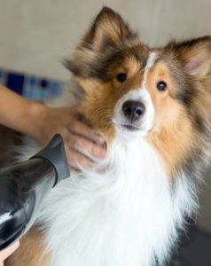 Dog being groomed at a spa