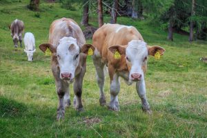 dairycow3