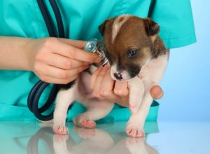 puppy_checkup